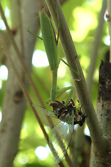 henporai.net_294.jpg, SIZE:226x340(20.3KB)