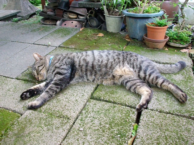 henporai.net_60.jpg, SIZE:640x480(126.3KB)