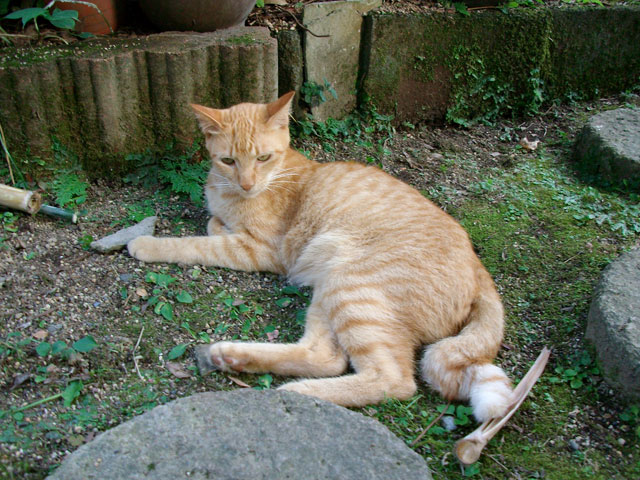 henporai.net_61.jpg, SIZE:640x480(115.2KB)