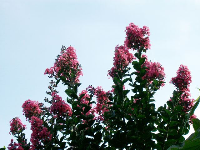 henporai.net_62.jpg, SIZE:640x480(78.9KB)