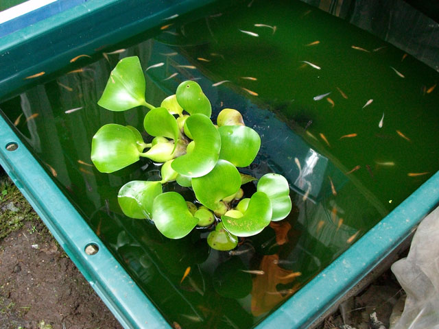 henporai.net_63.jpg, SIZE:640x480(78.3KB)