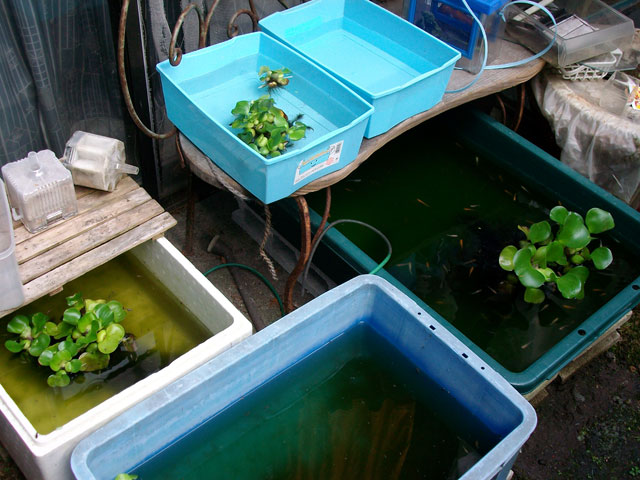 henporai.net_64.jpg, SIZE:640x480(83.4KB)