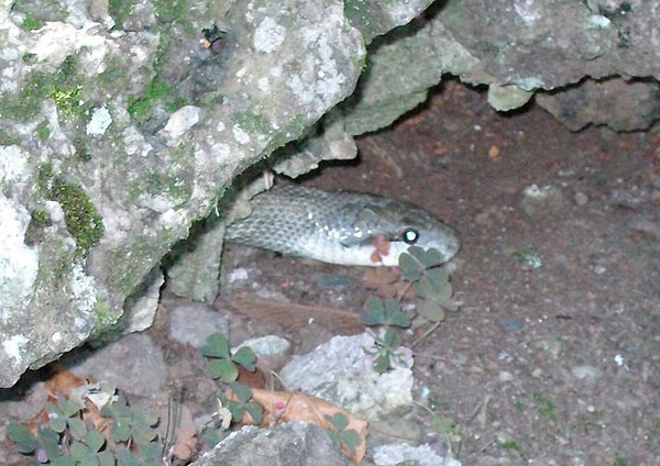 henporai.net_87.jpg, SIZE:600x424(84.3KB)