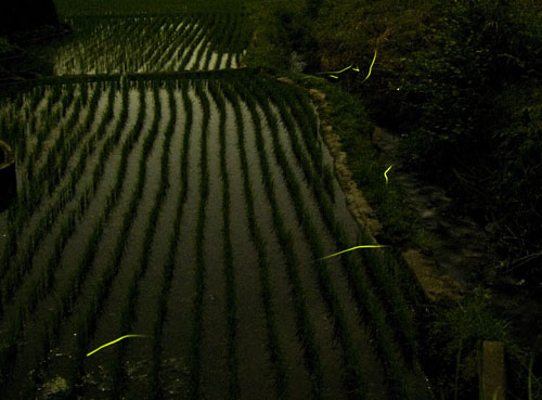 henporai.net_198.jpg, SIZE:500x369(41.7KB) henporai.net_198.jpg, SIZE:500x369(41.7KB)