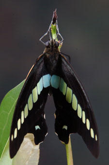 henporai.net_208.jpg, SIZE:225x340(51.4KB) henporai.net_208.jpg, SIZE:225x340(51.4KB)