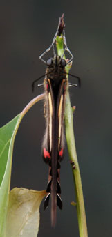 henporai.net_209.jpg, SIZE:162x340(46.2KB) henporai.net_209.jpg, SIZE:162x340(46.2KB)