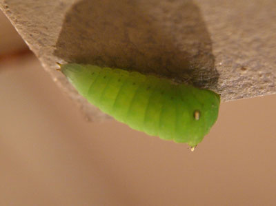 henporai.net_211.jpg, SIZE:400x299(17.1KB) henporai.net_211.jpg, SIZE:400x299(17.1KB)