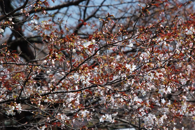 henporai.net_299.jpg, SIZE:640x428(121.7KB) henporai.net_299.jpg, SIZE:640x428(121.7KB)