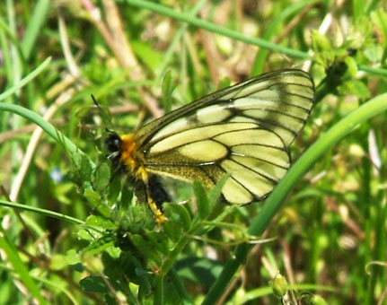 261.jpg, SIZE:431x340(45.8KB) 261.jpg, SIZE:431x340(45.8KB)