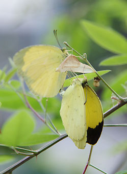 331.jpg, SIZE:249x340(18.4KB) 331.jpg, SIZE:249x340(18.4KB)