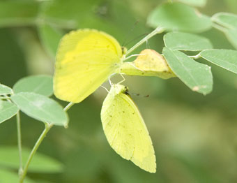 332.jpg, SIZE:340x262(15.1KB) 332.jpg, SIZE:340x262(15.1KB)