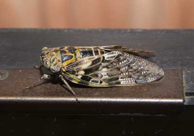 225.jpg, SIZE:400x280(10.6KB) 225.jpg, SIZE:400x280(10.6KB)