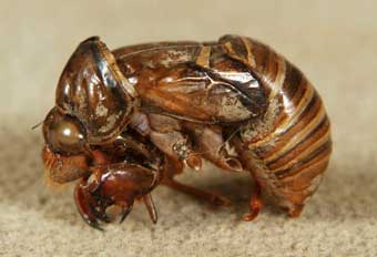 228.jpg, SIZE:340x232(11.1KB) 228.jpg, SIZE:340x232(11.1KB)