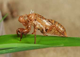 229.jpg, SIZE:340x242(7.5KB) 229.jpg, SIZE:340x242(7.5KB)