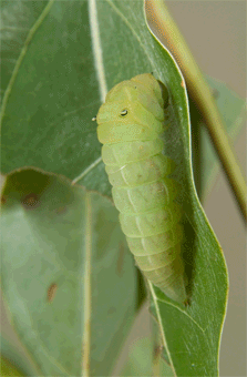 aosuji.gif, SIZE:223x340(923.7KB) aosuji.gif, SIZE:223x340(923.7KB)