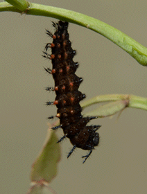 gate.gif, SIZE:212x280(654.8KB) gate.gif, SIZE:212x280(654.8KB)