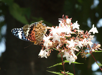 henporai.net_130.jpg, SIZE:340x251(64.7KB) henporai.net_130.jpg, SIZE:340x251(64.7KB)