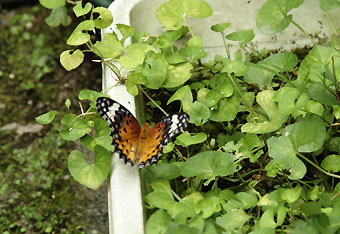 henporai.net_132.jpg, SIZE:340x234(34.5KB) henporai.net_132.jpg, SIZE:340x234(34.5KB)