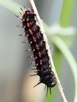 henporai.net_134.jpg, SIZE:256x340(9.3KB) henporai.net_134.jpg, SIZE:256x340(9.3KB)