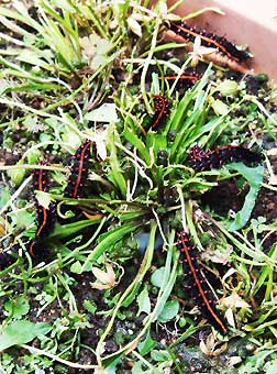 henporai.net_135.jpg, SIZE:252x340(34.0KB) henporai.net_135.jpg, SIZE:252x340(34.0KB)