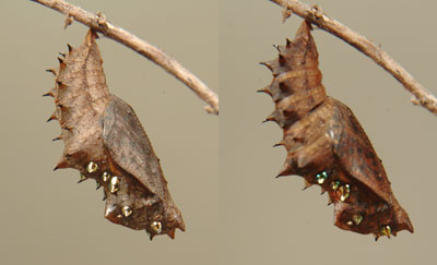 henporai.net_137.jpg, SIZE:400x243(17.2KB) henporai.net_137.jpg, SIZE:400x243(17.2KB)