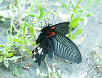 262.jpg, SIZE:340x260(102.8KB) 262.jpg, SIZE:340x260(102.8KB)