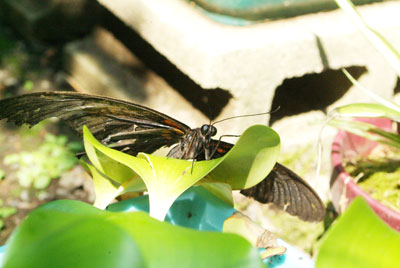 DSCF9945.jpg, SIZE:400x268(30.7KB) DSCF9945.jpg, SIZE:400x268(30.7KB)