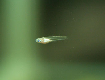 henporai.net_175.jpg, SIZE:340x260(7.0KB) henporai.net_175.jpg, SIZE:340x260(7.0KB)