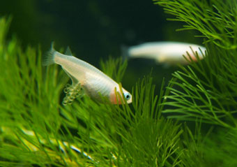 henporai.net_177.jpg, SIZE:340x239(22.0KB) henporai.net_177.jpg, SIZE:340x239(22.0KB)