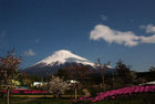 富士山さくらの園