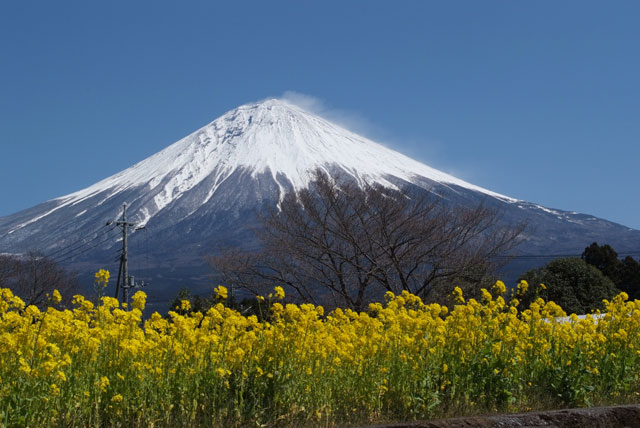 狩宿の菜の花と富士山